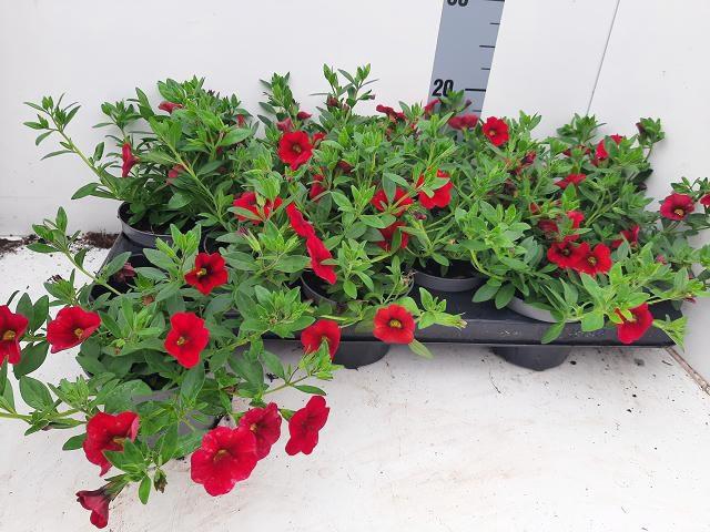 <h4>CALIB MINIF ORAN RED</h4>