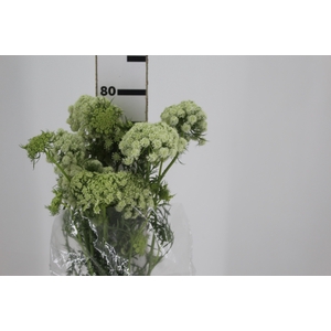 FLOR DE CENOURA 070 CM BRANCO