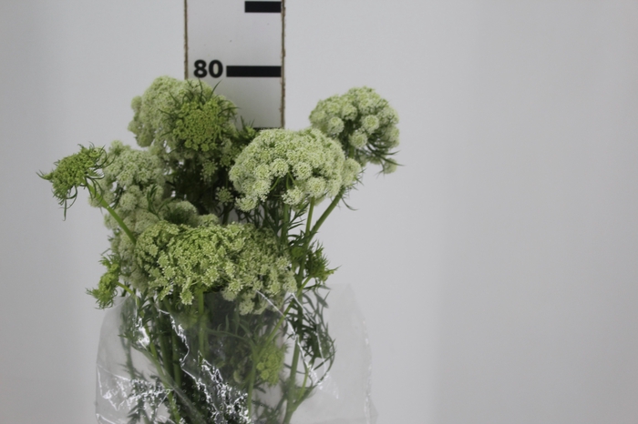 <h4>FLOR DE CENOURA 070 CM BRANCO</h4>