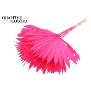 Sun Spear per stem Intense Cerise