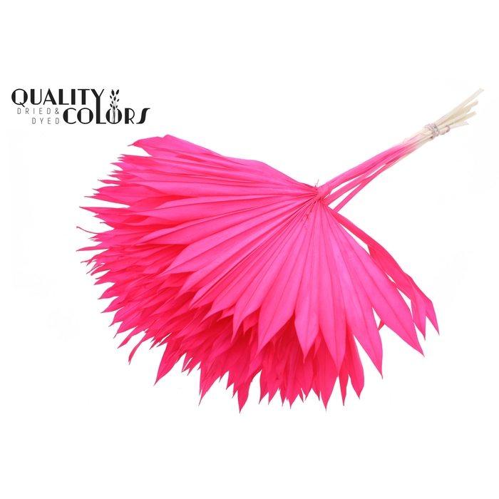 <h4>Sun Spear per stem Intense Cerise</h4>