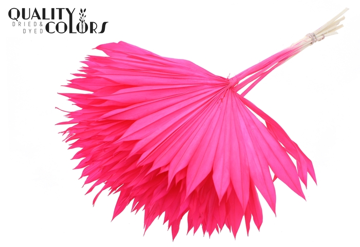 Sun Spear per stem Intense Cerise