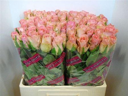 <h4>R Gr Hermosa</h4>