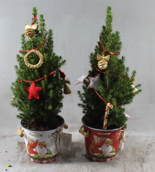 <h4>Picea Conica Arrangement Mix</h4>