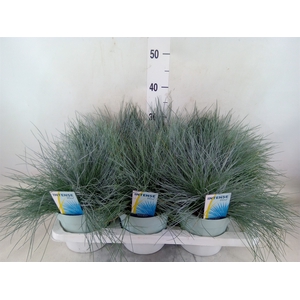 Festuca glauca 'Intens Blue'
