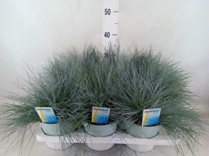 <h4>Festuca glauca 'Intens Blue'</h4>