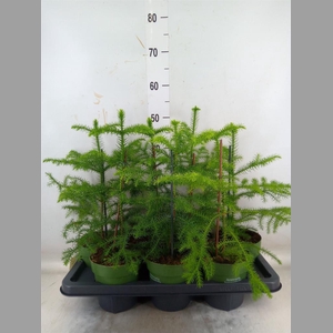 Araucaria heterophylla