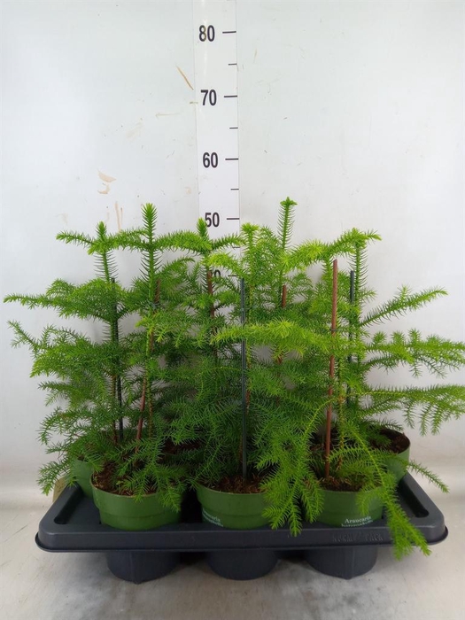 <h4>Araucaria heterophylla</h4>