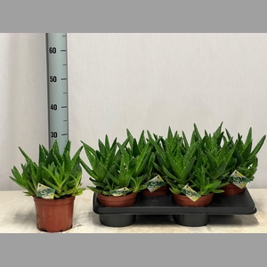 ALOE PERFOLIATA