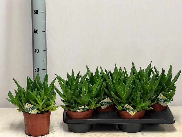 <h4>ALOE PERFOLIATA</h4>