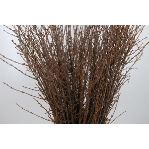 Forsythia Overig