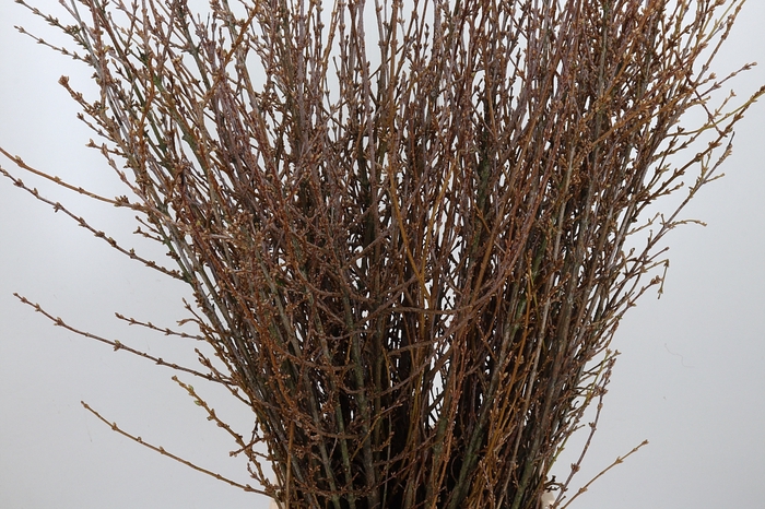<h4>Forsythia Overig</h4>