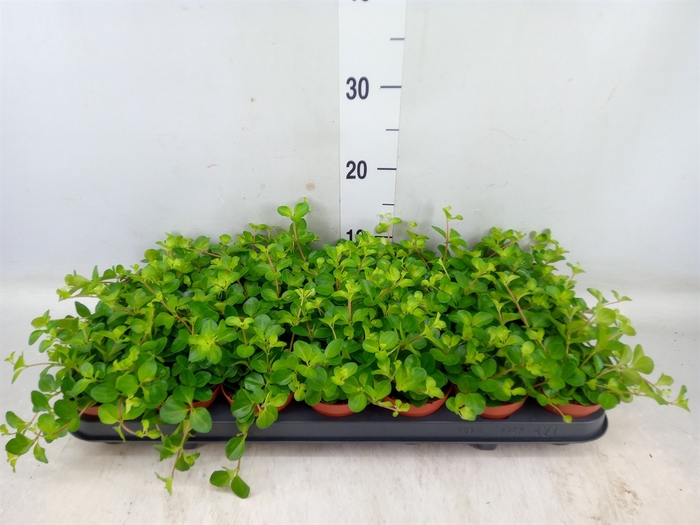 <h4>Peperomia rotundifolia</h4>