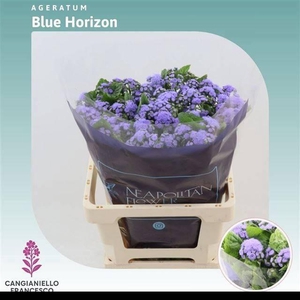 AGER H BLUE HORIZON