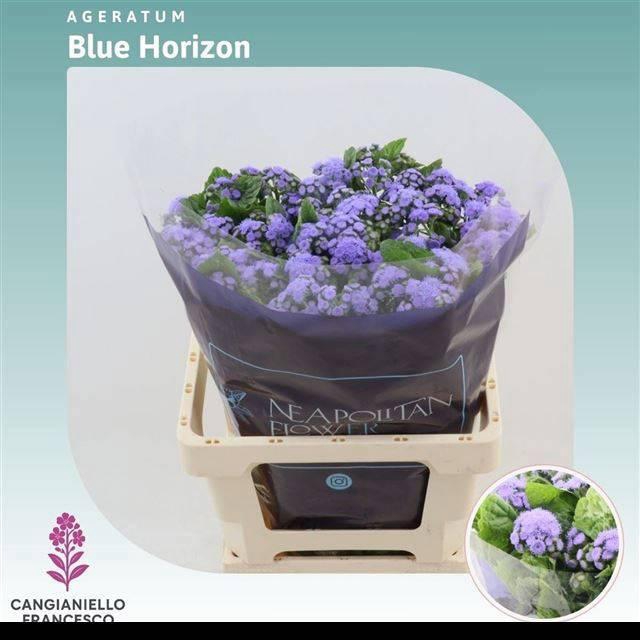 <h4>AGER H BLUE HORIZON</h4>