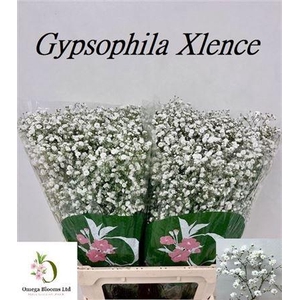 Gyps Pa Xlence