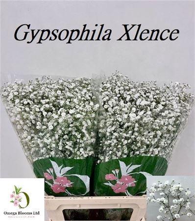 <h4>Gyps Pa Xlence</h4>