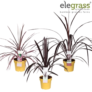 Cordyline mix laag P23