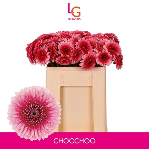 Germini Pomponi Choochoo Water