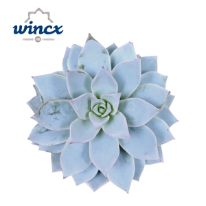 Echeveria Blue Star Cutflower Wincx-8cm