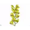 CYMB T YONINA GREEN NEW ZEELAND
