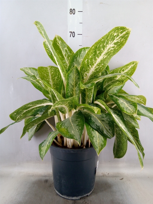 <h4>Aglaonema   ...</h4>