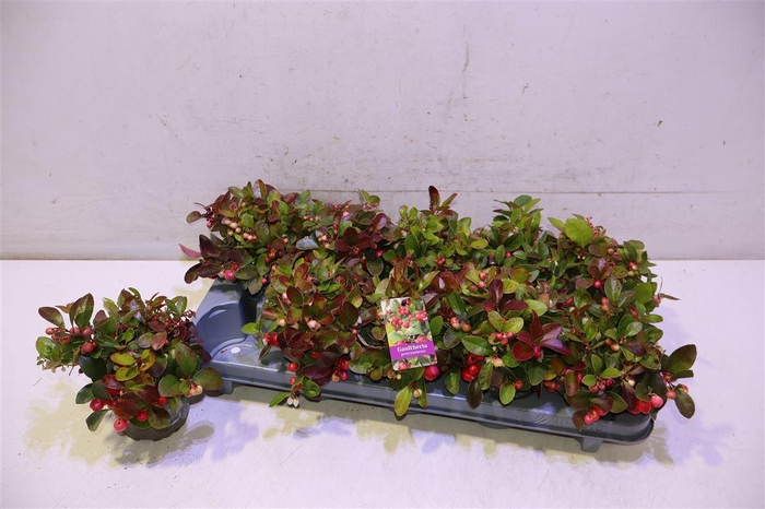 <h4>Gaulth Procumbens</h4>