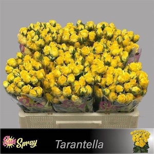R Tr Tarantella