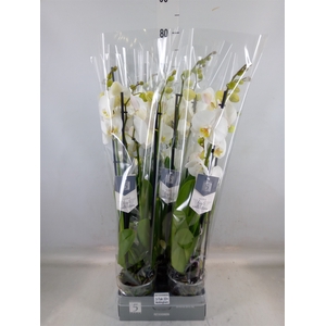 Phalaenopsis  'Ant Nottingham'