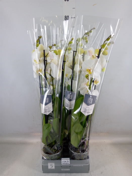 <h4>Phalaenopsis  'Ant Nottingham'</h4>
