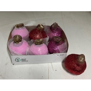 BLOEMBOL HIPPEASTRUM