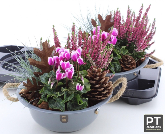 <h4>ARR TUINPLANTEN</h4>