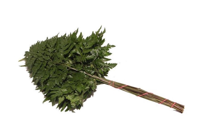 <h4>Lederv Medium Helechos Ticos Vacuum X5</h4>