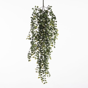 Af Hangplant Ficus X6 L85cm