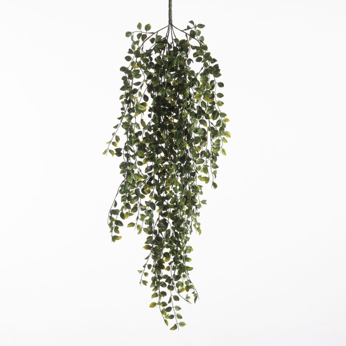 <h4>Af Hangplant Ficus X6 L85cm</h4>