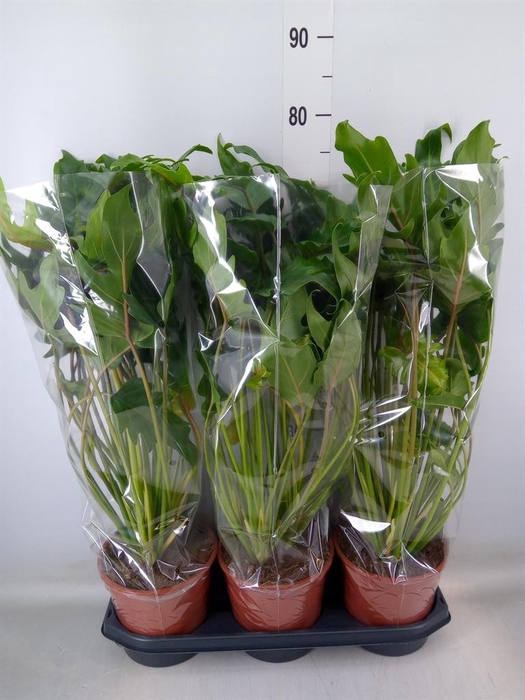 <h4>Philodendron xanadu</h4>