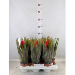 Guzmania  'Confetti'