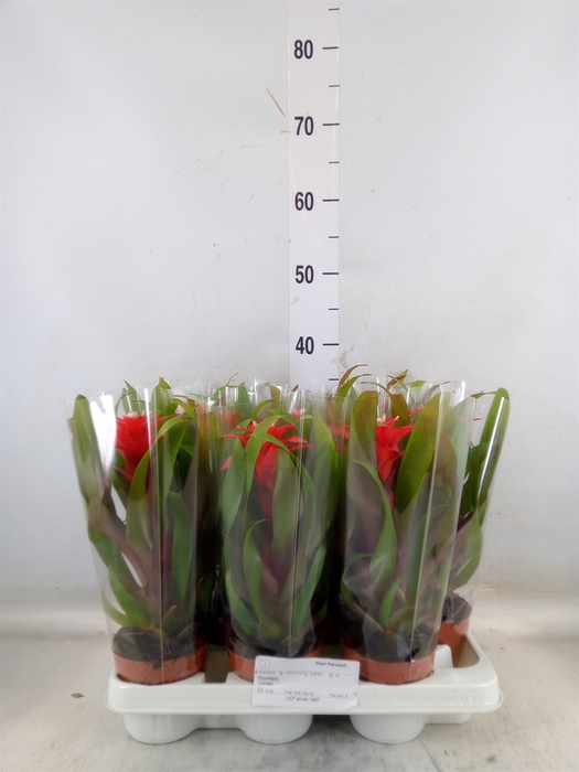 <h4>Guzmania  'Confetti'</h4>