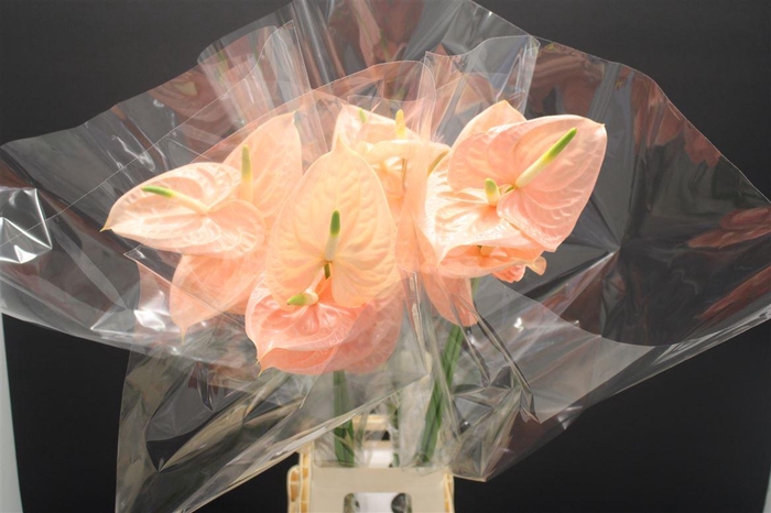 <h4>Anthurium Cheers</h4>