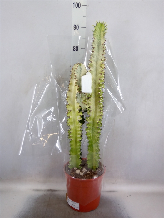 <h4>Euphorbia   ...</h4>