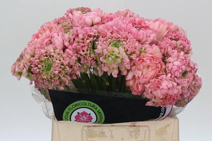 <h4>Ranunculus Pon Pon Hermione</h4>