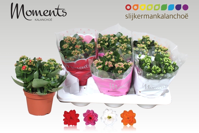 <h4>KAL GE GEM 4 KL</h4>