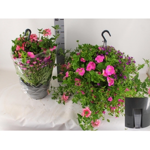 HANGING BASKETS