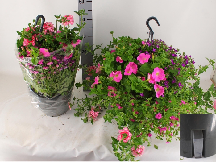 <h4>HANGING BASKETS</h4>