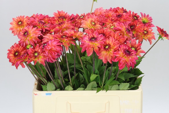 <h4>Dahlia Belfloor</h4>