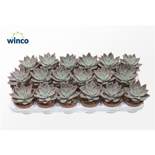 <h4>Echeveria Silver Queen</h4>