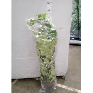 Tetrastigma voinierianum