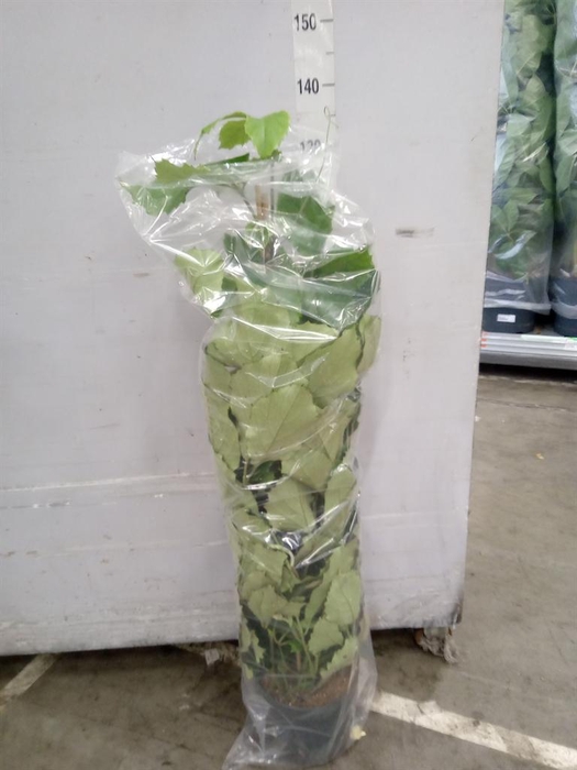 <h4>Tetrastigma voinierianum</h4>