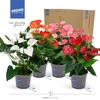 Anthurium Andreanum Grp gemengd