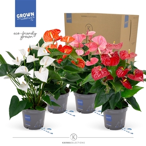 Anthurium - KARMA Fan Mix | 17cm | PLASTIC FREE